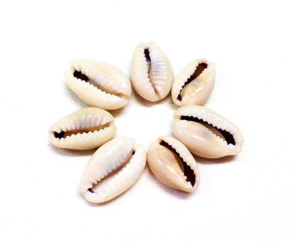 12 x Natural COWRIE SEA SHELL 13-18mm Beads No Hole Drilled