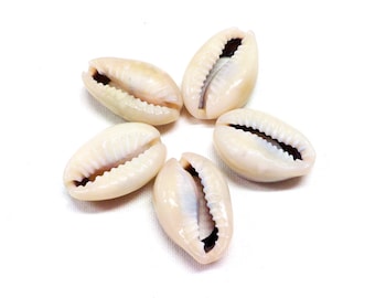 Beige Natural Sea Shell, Back Cut Cowrie Shell Beads, Beige Seashell Beads, Sliced Cowrie Shell Beads, Shell Slider 17 to 20mm - 5 pcs