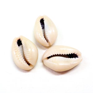 Op de afbeelding: Drie witte kauri schelpen met een paars-bruin interieur. De schelpen zijn glad en hebben een glanzende afwerking.