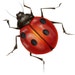 Owner of <a href='https://www.etsy.com/shop/vess65?ref=l2-about-shopname&from_page=listing' class='wt-text-link'>vess65</a>