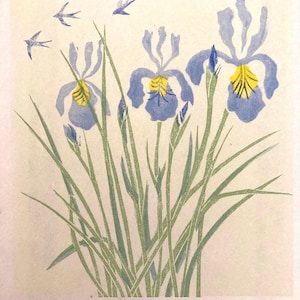 Scampston-blauwe iris