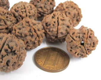 May include: Close-up of several brown, textured Rudraksha beads, some with holes, next to a US one-cent coin. The beads have a natural, organic appearance. The coin is copper-colored.