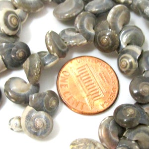 May include: A collection of small, gray and white spiral-shaped seashells. A copper penny is included for size comparison. The shells have a glossy finish and are scattered on a white surface.