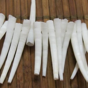 May include: Close-up of a collection of white, elongated, cone-shaped objects. The objects are arranged closely together, with a smooth, polished appearance. The background is a natural, wooden surface.