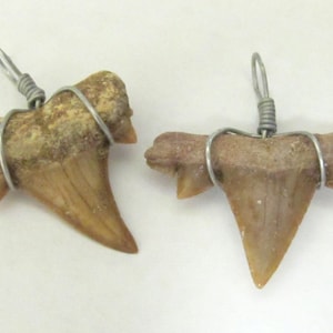 May include: Two fossilized shark teeth pendants. Each tooth is a light brown color with a wire loop for hanging. The teeth have a triangular shape with serrated edges and are set against a white background.
