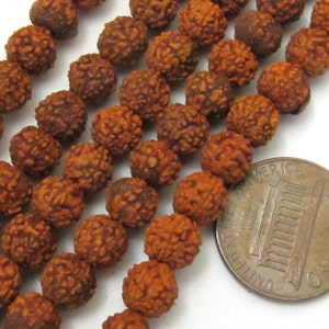 May include: Close-up of several strands of brown, textured Rudraksha beads. A US one-cent coin is included for size comparison. The beads have a rough, organic appearance and are a warm, earthy brown color. The beads are arranged in neat rows.