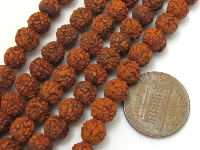 May include: Close-up of several strands of brown, textured Rudraksha beads. A US one-cent coin is included for size comparison. The beads have a rough, organic appearance and are a warm, earthy brown color. The beads are arranged in neat rows.