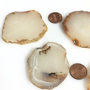 May include: Four polished agate slices with cream and brown tones are displayed. Two copper pennies are also present. The agate slices have a natural, organic shape and varying patterns. The slices are likely used for decorative purposes or crafting.