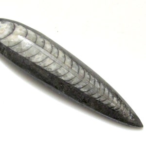 May include: A fossilized nautiloid shell, elongated and tapered, with a dark gray exterior and intricate internal patterns in shades of white and gray. The fossil has a smooth, polished appearance, showcasing the natural details of the ancient marine creature.