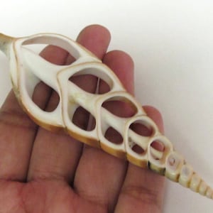 May include: A long, cream-colored seashell with a spiral shape and open, geometric patterns. The shell has a light brown edge and a pointed tip. The shell is held in a hand against a white background.