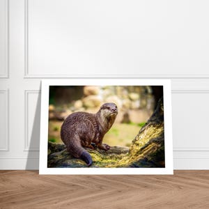 Stampa naturalistica vibrante di fauna selvatica di lontra - Arte giclée per appassionati e amanti degli animali - Arte murale per case di campagna