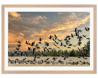 Luxury Wooden Framed Geese at Sunrise Matte Poster with Plexiglass Protection - Museum Quality A2 Size - Ready to Hang