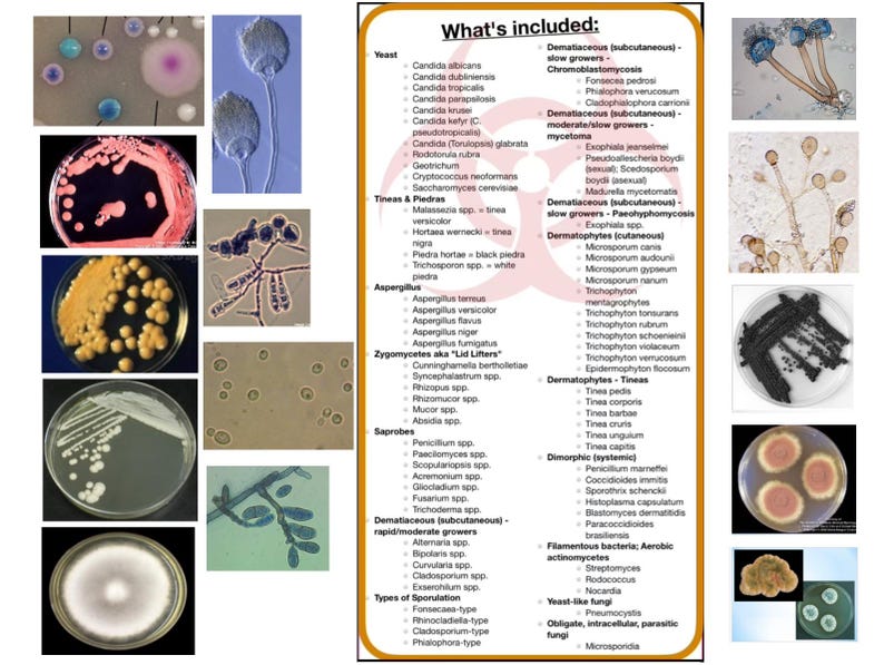 Mycology Flashcards: Fungi Identification, Study Aid, Laminated Cards ...