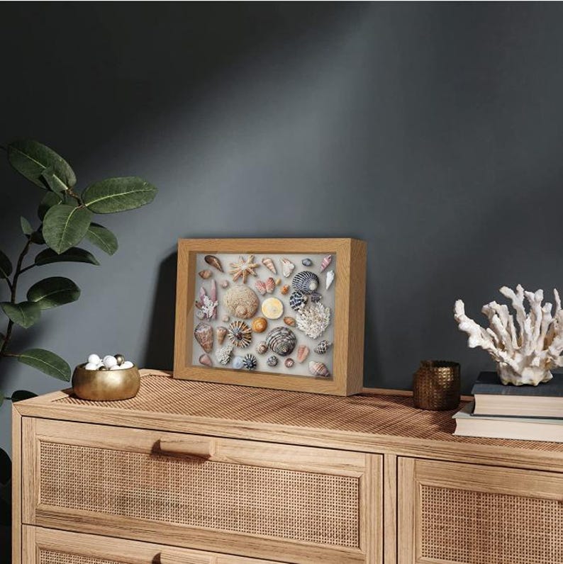 May include: A wooden shadow box displaying a collection of seashells. The shells are in shades of cream, beige, and brown, with detailed patterns. The frame is light-coloured wood. The display sits on a wooden cabinet, with other decorative items.