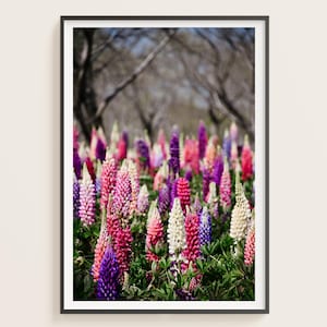 Colorful Lupine Flower Field Wall Art – Botanical Print, Spring Garden, Photography for Nature Decor, Flower Photography, Floral Print