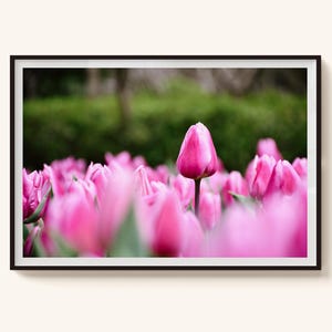 Tulip Flower Wall Art – Floral Print with Fuchsia Pink Petals, Botanical Garden Photography, Tulip Flower Photo Print, Garden Photo Nature