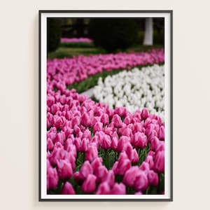 Tulip Field Print | Spring Floral Wall Art, Pink and White Tulip, Botanical Nature Photography, Garden Lover, Flower Floral Photography