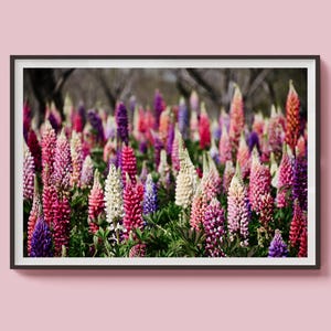 Lupine Flower Field Wall Art – Colorful Botanical Photography Print, Pink and Purple Wildflowers, Original Art, Flower Photography