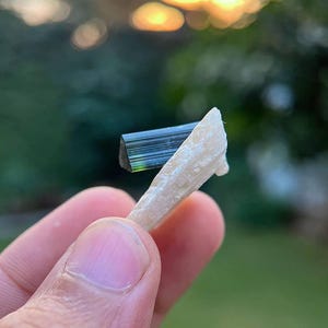 May include: A dark green and black crystal with striations is held by a hand. The crystal is attached to a white, organic-looking piece of material.