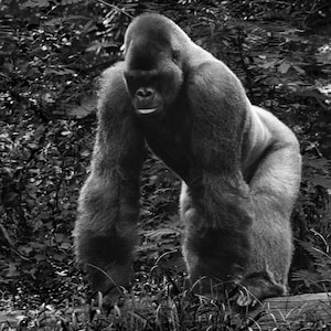 Könnte beinhalten: Ein Schwarzweißfoto eines großen Gorillas, der in einer Waldlandschaft steht. Der Gorilla blickt direkt in die Kamera mit einem ernsten Ausdruck.