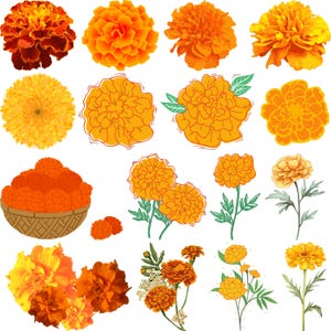 Marigold Flowers Svg Bundle, Spring Marigold Vector, Marigold cut files, Marigold outline, Floral Cut Files for Cricut, Marigold eps