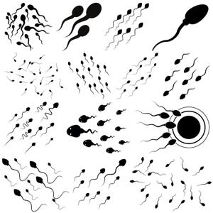 We Used To Live In Your Balls svg, Sperm, Funny Father&#39;s Day Gift Png, Funny Sperm Face Svg, Sperm Svg, Sperm Silhouette Outlines
