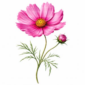 Può includere: Un vibrante fiore di cosmea rosa con un centro giallo brillante, caratterizzato da petali larghi e delicati e un singolo bocciolo chiuso su un sottile stelo verde con fogliame piumato. L'immagine include un testo filigranato ripetitivo.
