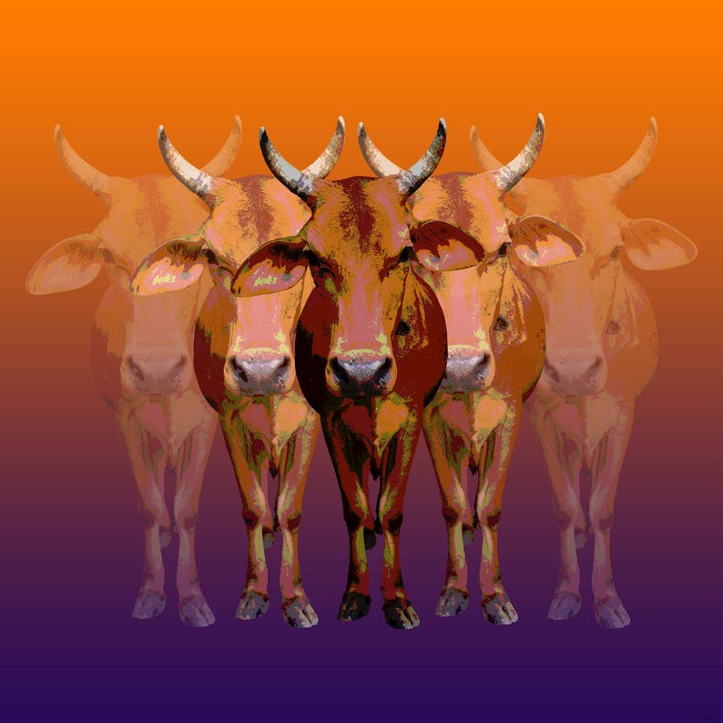 Brahman cow Pop art print canvas image 2