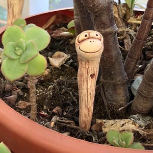 watering jade plants Jade Plant (Crassula ovata)  EcoScapers