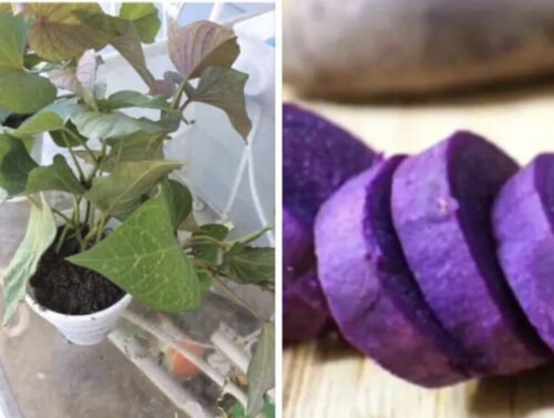 3-rooted-purple-sweet-potato-plants-with-pot-live-plants-ready-etsy