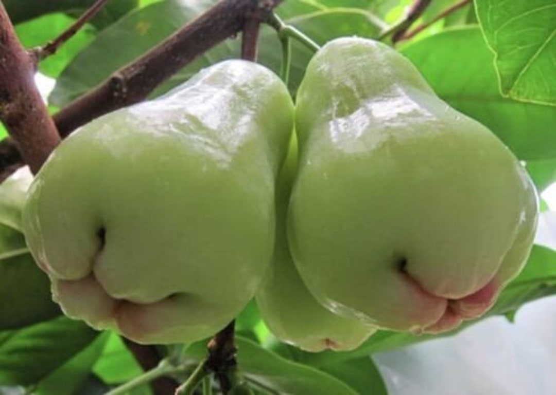 White Pumarosa Pomarrosa rose Apple Jambos Live Fruit Tree Etsy