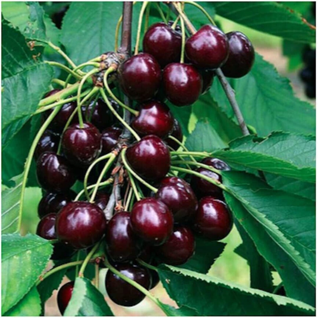 Hansen's Bush Cherry Tree USA. Bareroot Seedling Plant Etsy