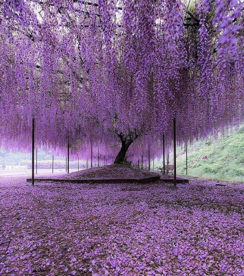Purple Wisteria Tree 612 Tall Live Plant Etsy