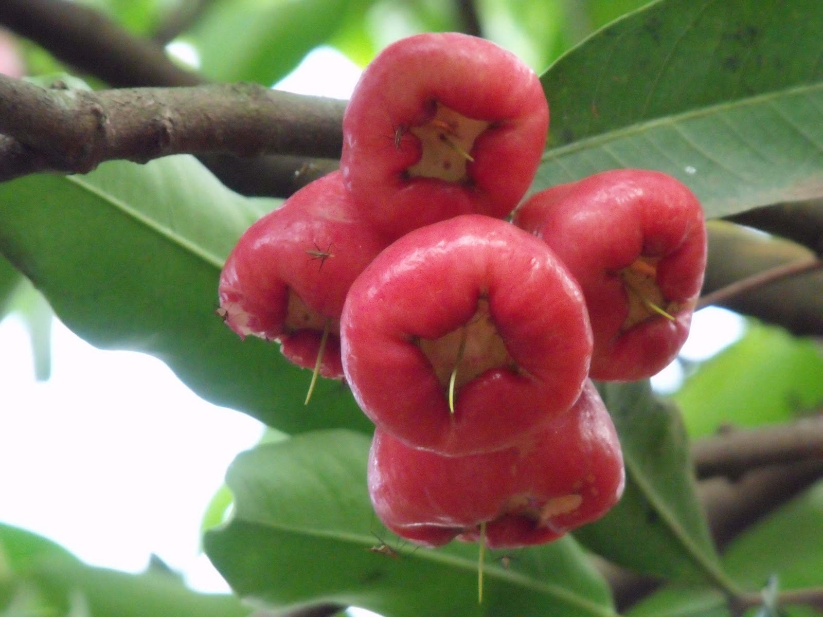 Pumarosa Fruit In English