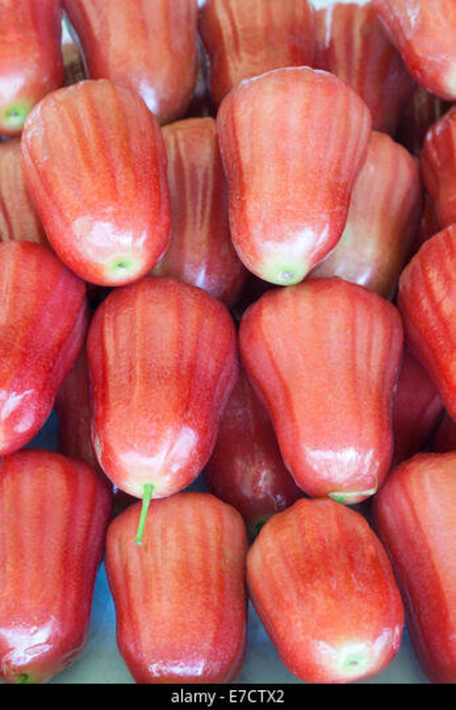 Pumarosa Pomarrosa Rose Apple Jambos Live Fruit Tree Etsy