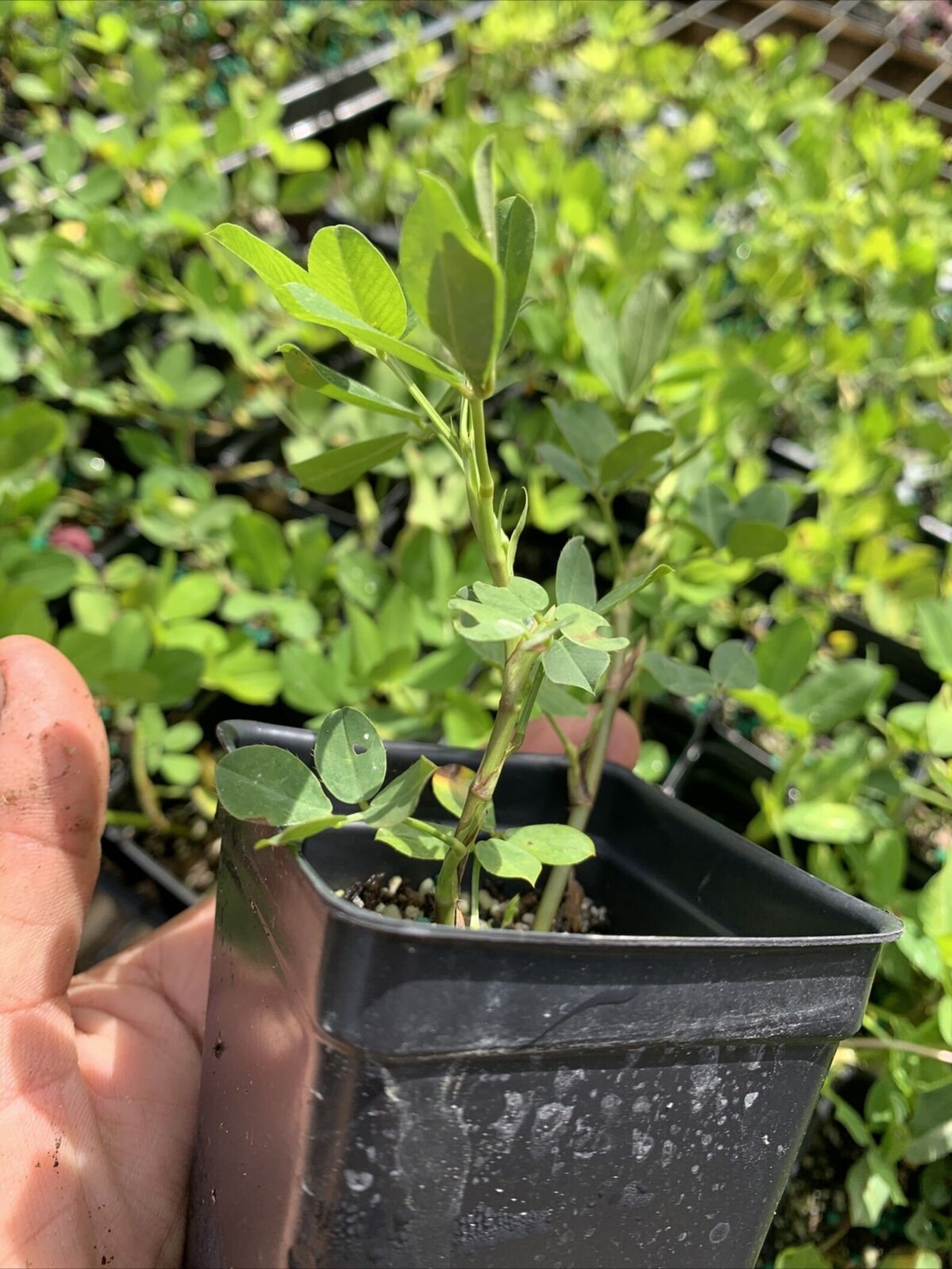 Ecoturf Perennial Peanut Grass Live Plant Drought Tolerant Etsy