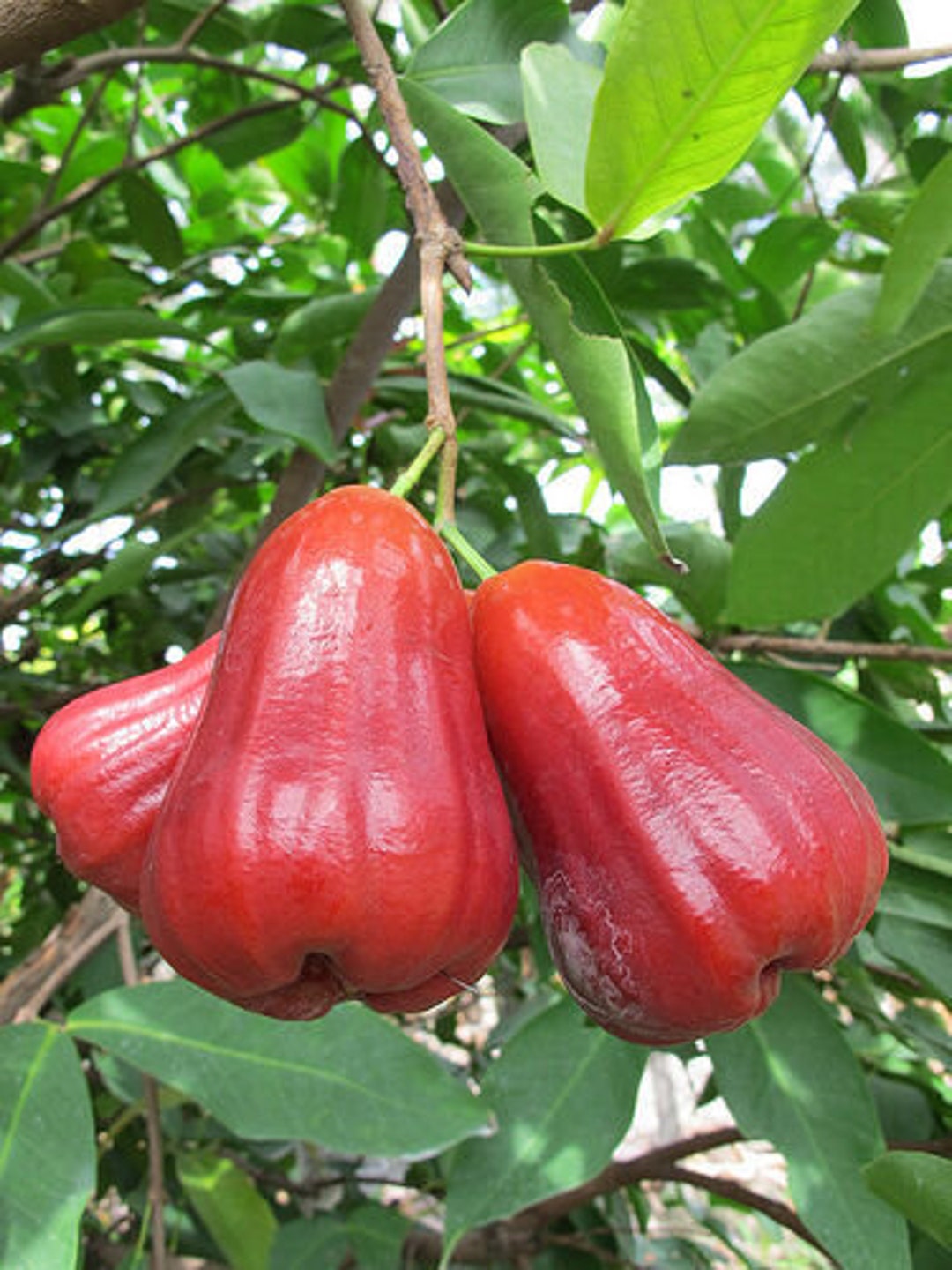 Pumarosa Pomarrosa Rose Apple Jambos Live Fruit Tree Syzygium Jambos - Etsy
