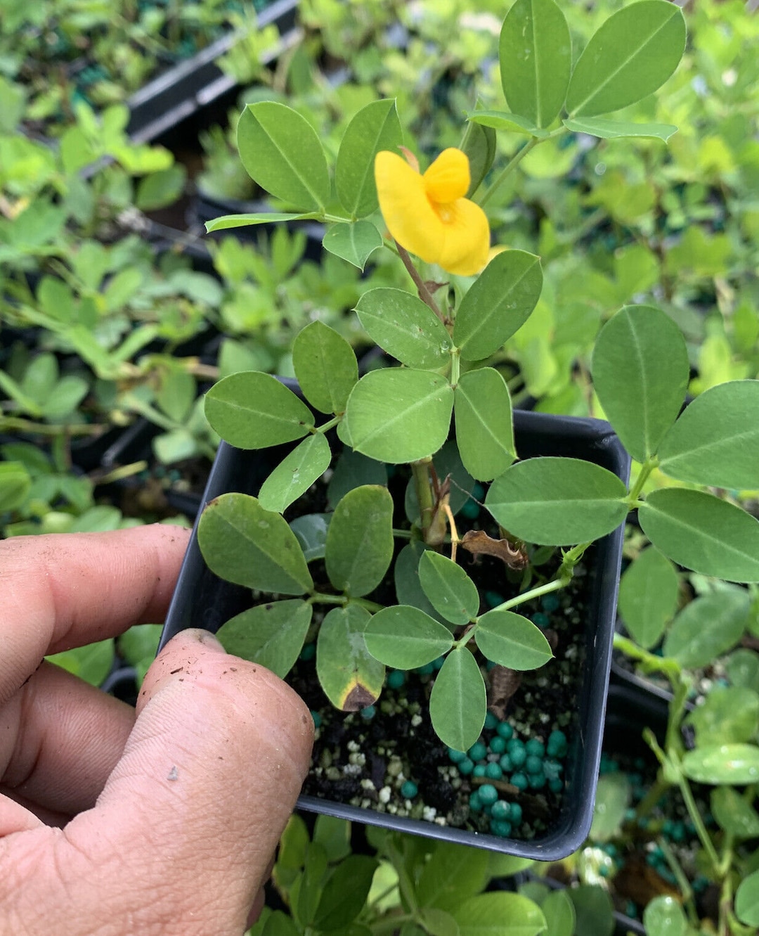 Ecoturf Perennial Peanut Grass Live Plant Drought Tolerant Etsy