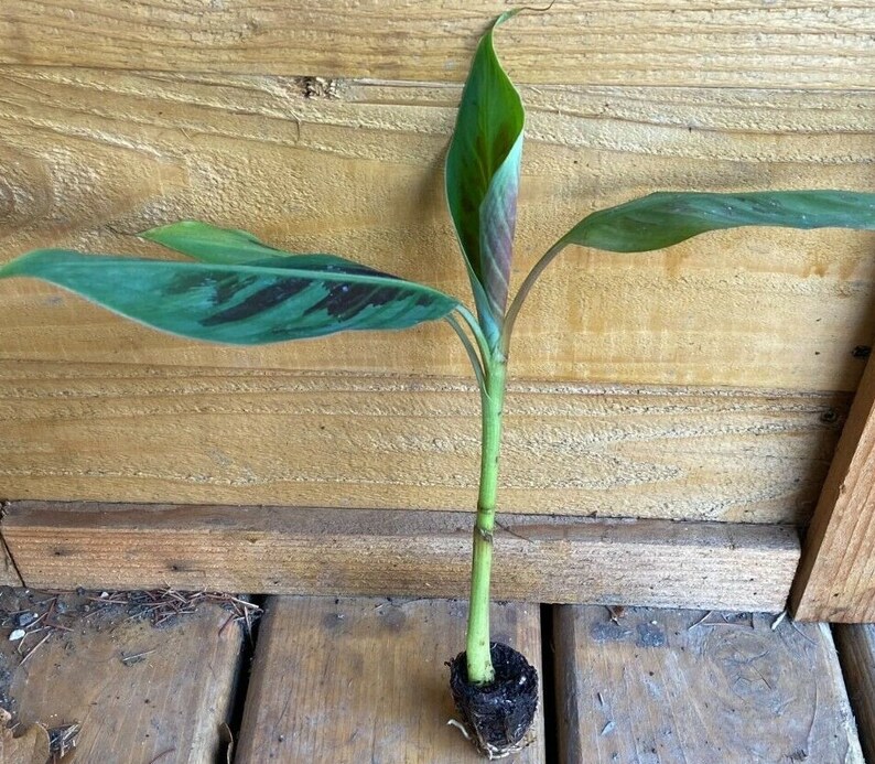 Musa Sumatrana X Cross Banana Plant Zebrina / Gran Nain Etsy Canada