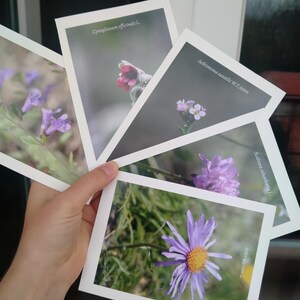 Postcards "Alpine Botany" - Set of 5 - handmade - Set B