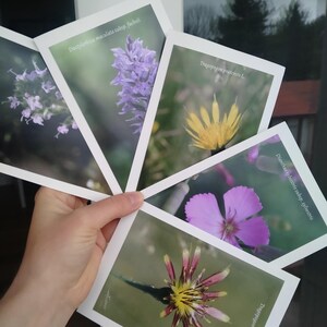 Cartes postales "Botanique des Alpes" - Lot de 5 - fait main - Lot C