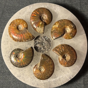 Iridescent Ammonite Fossils Madagascar, Polished Ammonites with Natural Opalescence