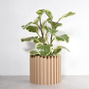 May include: A houseplant with green and cream variegated leaves in a beige, cylindrical planter. The planter has vertical ridged detailing. The background is a plain white wall and a grey surface.