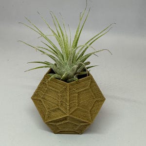 Air Plant + Mini Pot | Modern Geometric Planter | Tillandsia Display