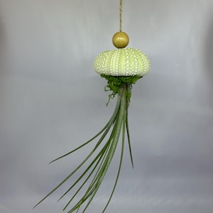 Hanging Jellyfish Air Plant Holder: Sea Urchin Shell, Real Tillandsia