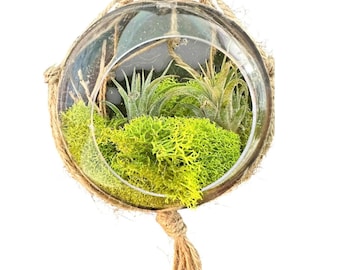 Hanging &quot;Fairy Garden&quot; | Mini Terrarium | – Minimalist Orb Display for Air plants | Pixie Plant Display