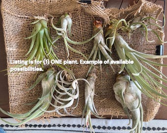 Large & Rare Mystery Air Plant – Statement Tillandsia | Unique Living Sculpture | Rare Varieties | Premium Botanical Decor