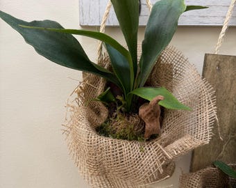 Staghorn Fern on Wood Display | Mounted Indoor/Outdoor Wall Plant | Moss Ball | Indoor + Outdoor Plants | Tropical | Kokedama