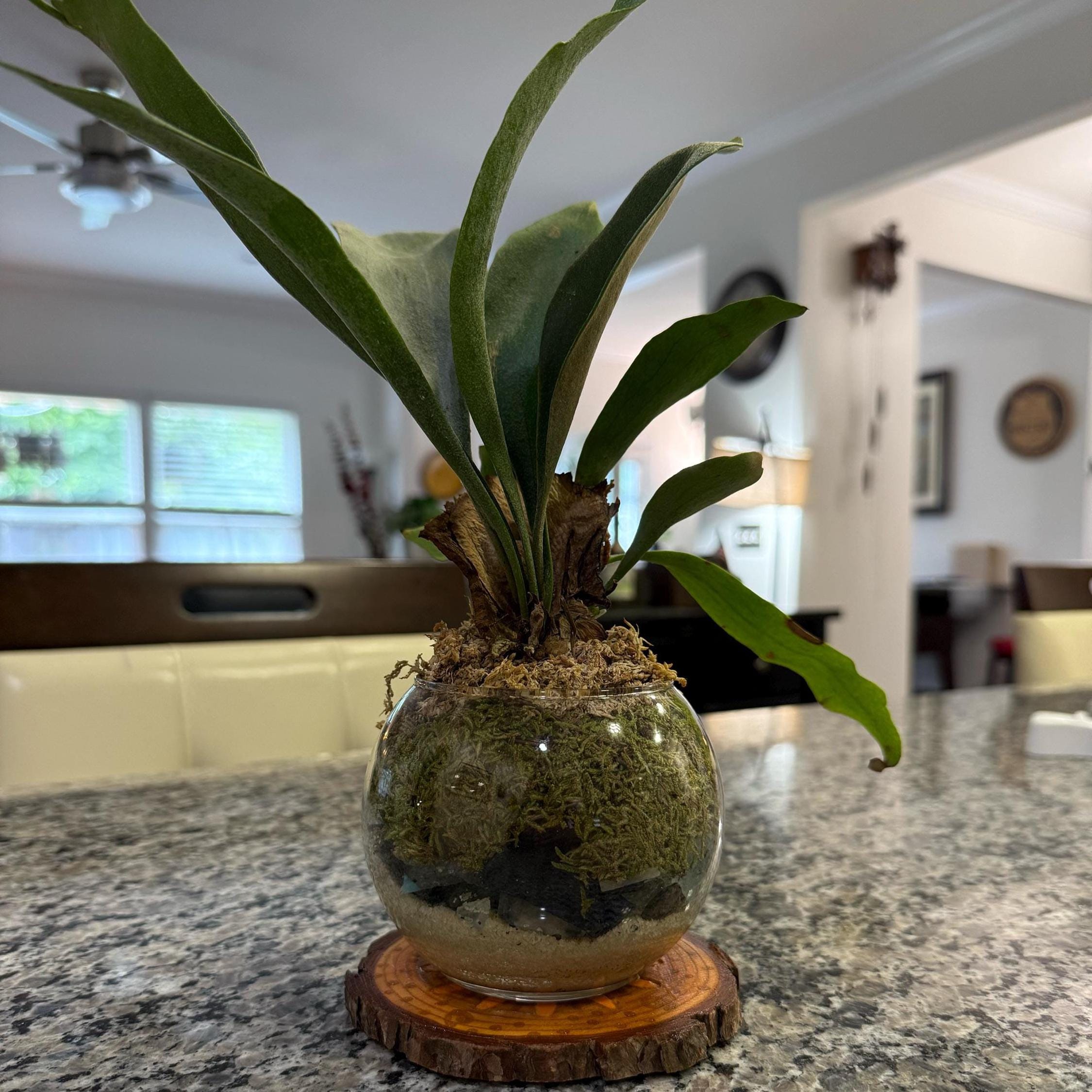 Staghorn Fern Moss Ball & Orb Display | Miniature Live Terrarium | Natural Accents