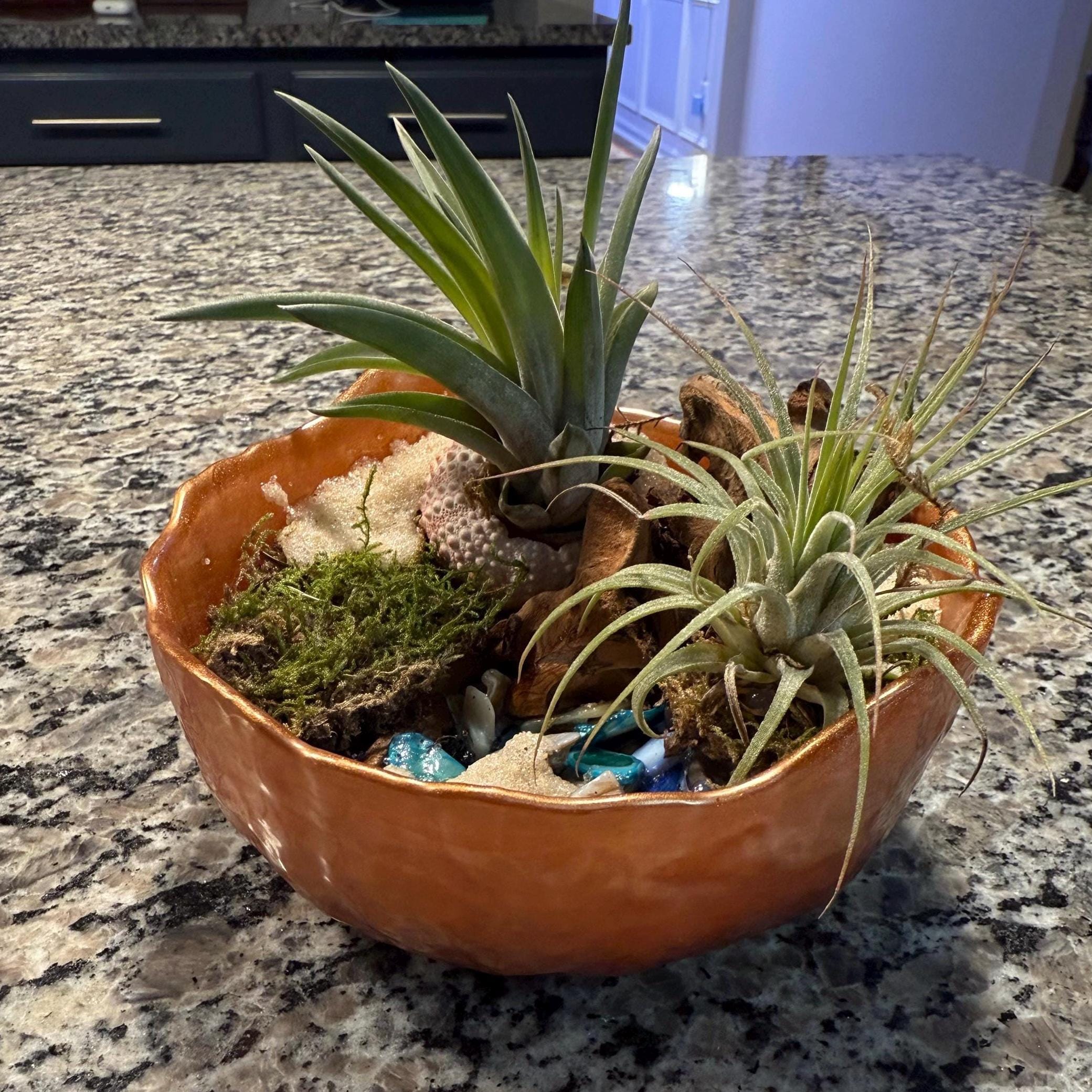Minimalist Air Plant "Fairy Garden" Bowl with Moss & Natural Accents | Mini Indoor Garden – Handcrafted Boho Plant Decor